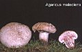 Agaricus maleolens-amf167
